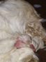 Clumber Spaniel  Welpen - puppies