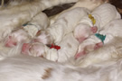 Clumber Spaniel  Welpen - puppies