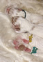 Clumber Spaniel  Welpen - puppies