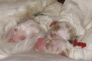 Clumber Spaniel  Welpen - puppies