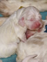 Dukeries' Clumber Spaniel Sparkle