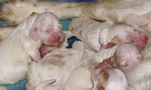 Clumber Spaniel  Welpen - puppies