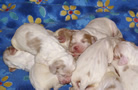 Clumber Spaniel  Welpen - puppies