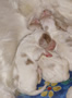 Clumber Spaniel  Welpen - puppies