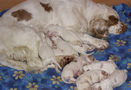 Dukeries' Clumber Spaniel Leya