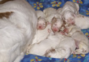 Clumber Spaniel  Welpen - puppies