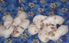 Clumber Spaniel  Welpen - puppies