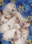 Clumber Spaniel  Welpen - puppies