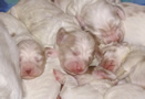 Clumber Spaniel  Welpen - puppies