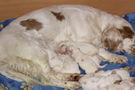 Dukeries' Clumber Spaniel Leya