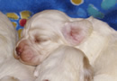 Dukeries' Clumber Spaniel Sparkle