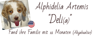 Dukeries' Alphidelia Artemis