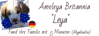Dukeries' Ameleya Britannia