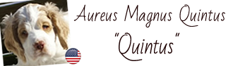 Album of Quintus