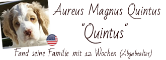 Dukeries' Aureus Magnus Quintus