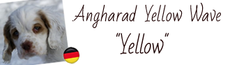 Clumber Spaniel Yellow