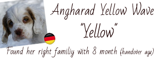 Album of Yellow