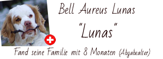 Clumber Spaniel Lunas