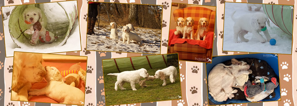 Clumber Spaniel Welpen