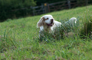 Clumber Spaniel Venaticus Julius