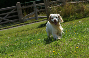 Sire B-Litter Venaticus Julius