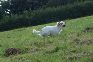 Vater vom Dukeries' Clumber Spaniel b-Wurf Venaticus Julius