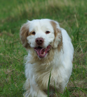 Working Clumber Spaniel Venaticus Julius