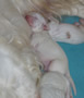 Clumber Spaniel Welpen 1. und 2. Woche