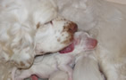 Clumber Spaniel Welpen 1. und 2. Woche