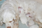 Clumber Spaniel Welpen 1. und 2. Woche