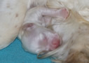 Clumber Spaniel Welpen 1. und 2. Woche