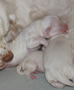 Clumber Spaniel Welpen 1. und 2. Woche