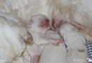 Clumber Spaniel Welpen 2. Woche
