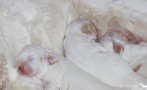 Clumber Spaniel Welpen 2. Woche