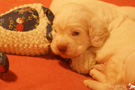 Clumber Spaniel Welpen 3 Wochen