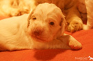 Clumber  Welpen 3 Wochen