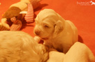 Clumber Spaniel Welpen 3 Wochen