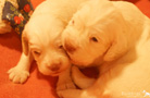 Clumber Spaniel Welpen 3 Wochen