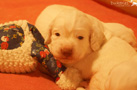 Clumber Spaniel Welpen 3 Wochen