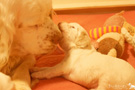 Clumber Spaniel Welpen 3 Wochen