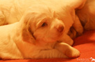 Clumber Spaniel Welpen 3 Wochen