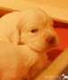Clumber Spaniel Welpen 3 Wochen