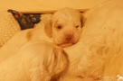 Clumber Spaniel Welpen 3 Wochen