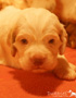 Clumber Spaniel Welpen 3 Wochen