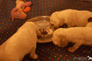 Spaniel Welpen 4 Wochen