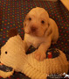 Clumber Spaniel Welpen 4 Wochen