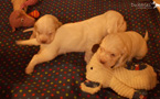 Clumber Spaniel Welpen 4 Wochen