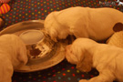 Clumber Spaniel Welpen 4 Wochen