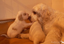 Spaniel Welpen 4 Wochen