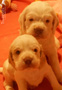 Clumber Spaniel Welpen